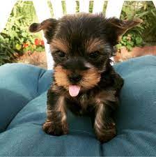 Yorkshire Terrier Puppy For Sale In Los Angeles Ca Adn 58604 On Puppyfinder Com Gender Male Ag Yorkshire Terrier Puppies Yorkshire Terrier Puppies For Sale