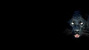 Best 44 Panther Wallpaper On Hipwallpaper Black Panther Wallpaper Black Panther Marvel Wallpaper And Panther Lily Wallpaper Download black panther animal wallpaper, stel nu in als achtergrond en.