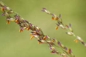 Image result for Poecilostachys