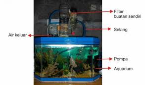 Yuk, langsung saja pilih jenis ikan hias air tawar untuk mainan kesayangan barumu! 770 Desain Aquarium Dengan Filter Terbaru Desain Aquarium