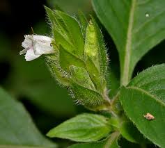 Image result for Asystasia mysorensis