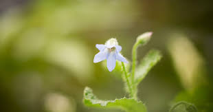 Image result for Vigna pygmaea