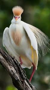 Wild Bird With Crazy Hair Pin By Leslie Hargrove On Beatiful And Colorful Birds Colorful Birds Beautiful Birds Pet Birds
