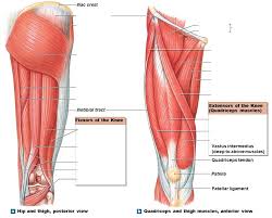 This muscle includes four heads that originate in different locations but all share the. Upper Leg Muscles Diagram Quizlet