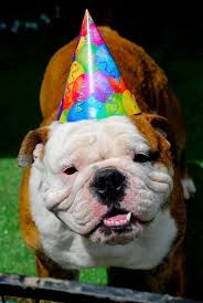 Dog portrait canine mammal cute pet terrier funny. Birthday Bulldog Dog Birthday Bulldog Puppies Bulldog Dog