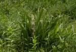 Image result for Chlorophytum macrophyllum