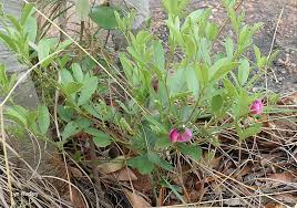 Image result for Sphenostylis