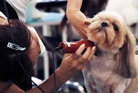 how dog clipper sizes work and the differences pet fashion week