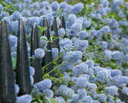 We did not find results for: Sackelblume Ceanothus Pflanzen Und Pflegen Mein Schoner Garten