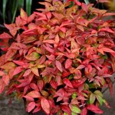 Nandina Blush Pink Arbuste En Pot Arbuste Feuille Rouge Arbustes Rouges