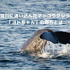 淀川にマッコウクジラが迷い込んでから2日経った今、淀川に迷い込んだクジラ「ヨドちゃん」の現在は？ : 大阪つーしん -大阪市の地域情報サイト-