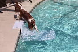Paws Aboard Poolpup Pool Ladder For Dogs Hinterhof Pool Landschaftsbau Gartenpools Hunderampe