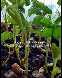 Jika ditanam di tempat dengan curah hujan tinggi, maka proses penyerbukan akan sulit untuk. Dedaunkita Pokok Kacang Tanah Siapa Cakap Susah Tanam Kacang Kat Rumah Puas Hati Bila Boleh Tuai Kacang Tanah Sendiri Trylah Anak Pokok Kacang Tanah Set Anak Pokok Rm5 00 10 Anak Pokok Berminat Whatsapp