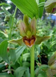 Image result for Epipactis