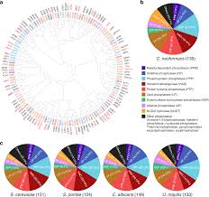 Brief review contains the following features: Genome Wide Functional Analysis Of Phosphatases In The Pathogenic Fungus Cryptococcus Neoformans Nature Communications
