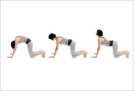 Collection by whitney mangen • last updated 12 weeks ago. Yoga Pose Cat Cow Kick It Up Coaching