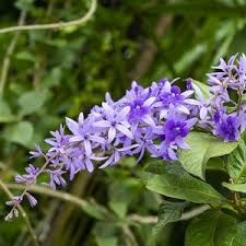 Image result for Petrea volubilis