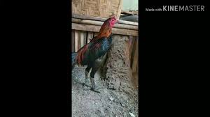 Gambar sisik kaki ayam bangkok. 12 Ciri Kaki Ayam Bangkok Jawara Molek Farm Official