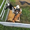 Goats, pen/panels. - farm & garden - by owner - sale - craigslist