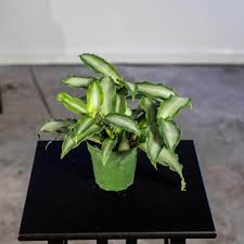 Image result for Murdannia tenuissima