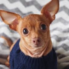 Walter The Chi (@walterthechi) • Instagram photos and videos