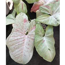 Syngonium Milk Confetti Variegated Plants Plant Leaves House Plants