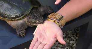 Common snapping turtle turtle enclosure pet enclosures turtle habitat turtle pond duck pond tortoises a turtle bite is painful and the don't let go. Ouch This Guy Intentionally Allows A Snapping Turtle To Bite Him