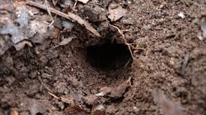 Check spelling or type a new query. How To Tell The Difference Between Moles Voles Home Garden Information Center
