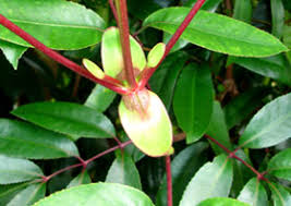 Image result for Cunonia capensis