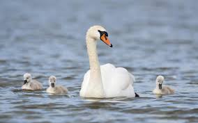 8 Baby Animals That Don'T Look Like Their Parents