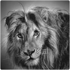 Check spelling or type a new query. Images Of Drawings Of Animals Realistic