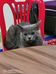 Bulu kucing berbahaya bagi manusia. Bulu Kucing Kalau Gugur Tu Normal Dil And Dayah Cats Facebook