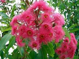 So, apart from producing flowers in spring and summer, these small shrubs stay green all year long. Australian Native Plants Australian Native Plants Australian Flowers Native Plants