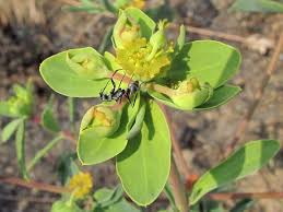 Image result for Euphorbia schimperiana