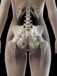 Little bit better this time. Female Hip Bone Illustration Stock Image F027 1341 Science Photo Library