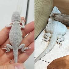 6 Weeks And 9 Months Old Hypo Zero Bearded Dragon Baby Bearded Dragon Bearded Dragon Bearded Dragon Care