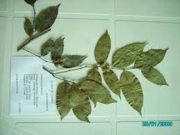 Image result for Chaetocarpus