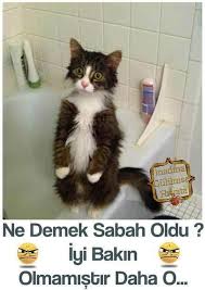 Komik Gunaydin Mesajlari Facebook Funny Spanish Memes Animal Memes Funny Animal Memes