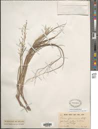 Image result for Panicum graciliflorum