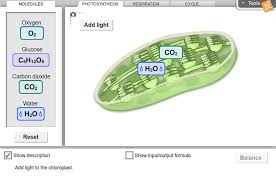 On the landscape tab, click on the elodea leaf. Cell Energy Cycle Gizmo Lesson Info Explorelearning
