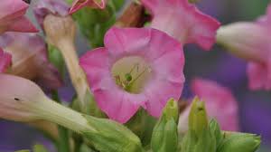 Image result for Nicotiana tabacum