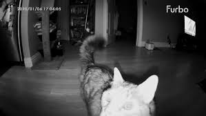 Doggie district peoria is located at 8028 w thunderbird rd in peoria, az near the intersection of n 79th and w thunderbird rd. The Best Pet Camera Isn T A Pet Camera Reviews By Wirecutter