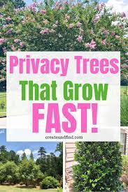 Fast Growing Privacy Trees Trees For Front Yard Backyard Trees Privacy Trees