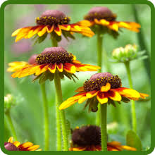 Image result for Rothia hirsuta