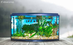 Large plant selection · lightning fast shipping · rare aquatic plants 15 Best Aquarium Plants For Beginners Ultimate Guide