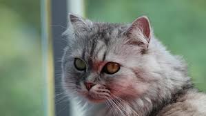 Check spelling or type a new query. 130 Nama Kucing Jantan Islami Arab Dan Artinya Unik Dan Anti Mainstream