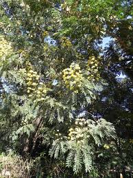 Image result for Cassia sieberiana