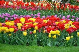 We did not find results for: How To Grow And Care For Tulips Gardener S Path