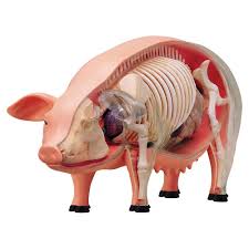 Maybe you would like to learn more about one of these? 4d Vision Animal Anatomy Models