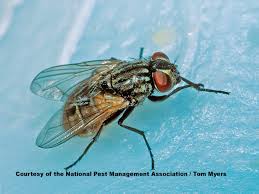 Plant diseases and pests are a major challenge in the agriculture sector. Flies 101 Information On Types Of Flies Prevention